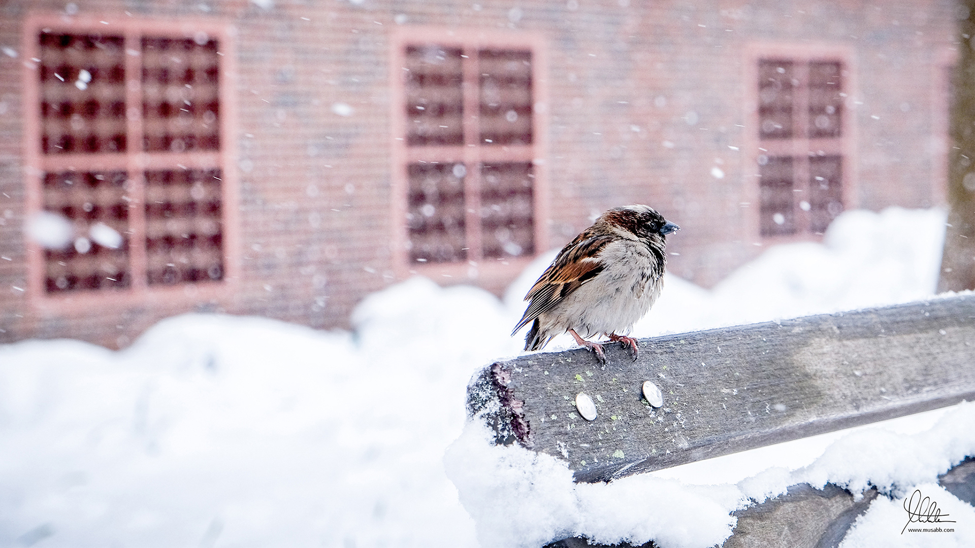Freezing Bird