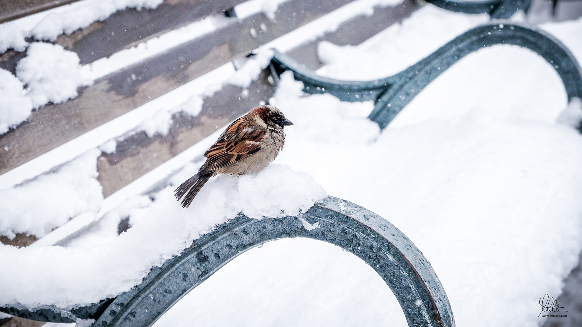 Chilling In The Snow