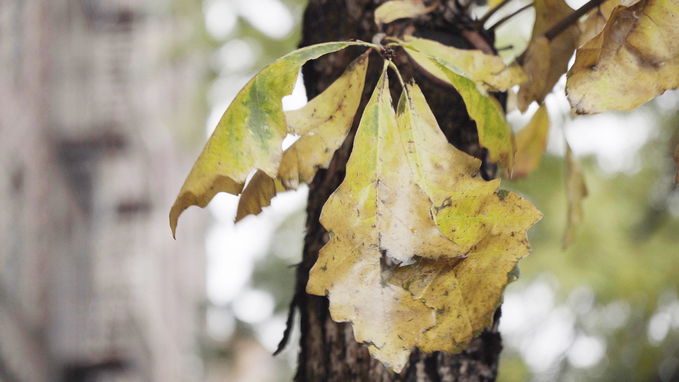 Falling Leaf