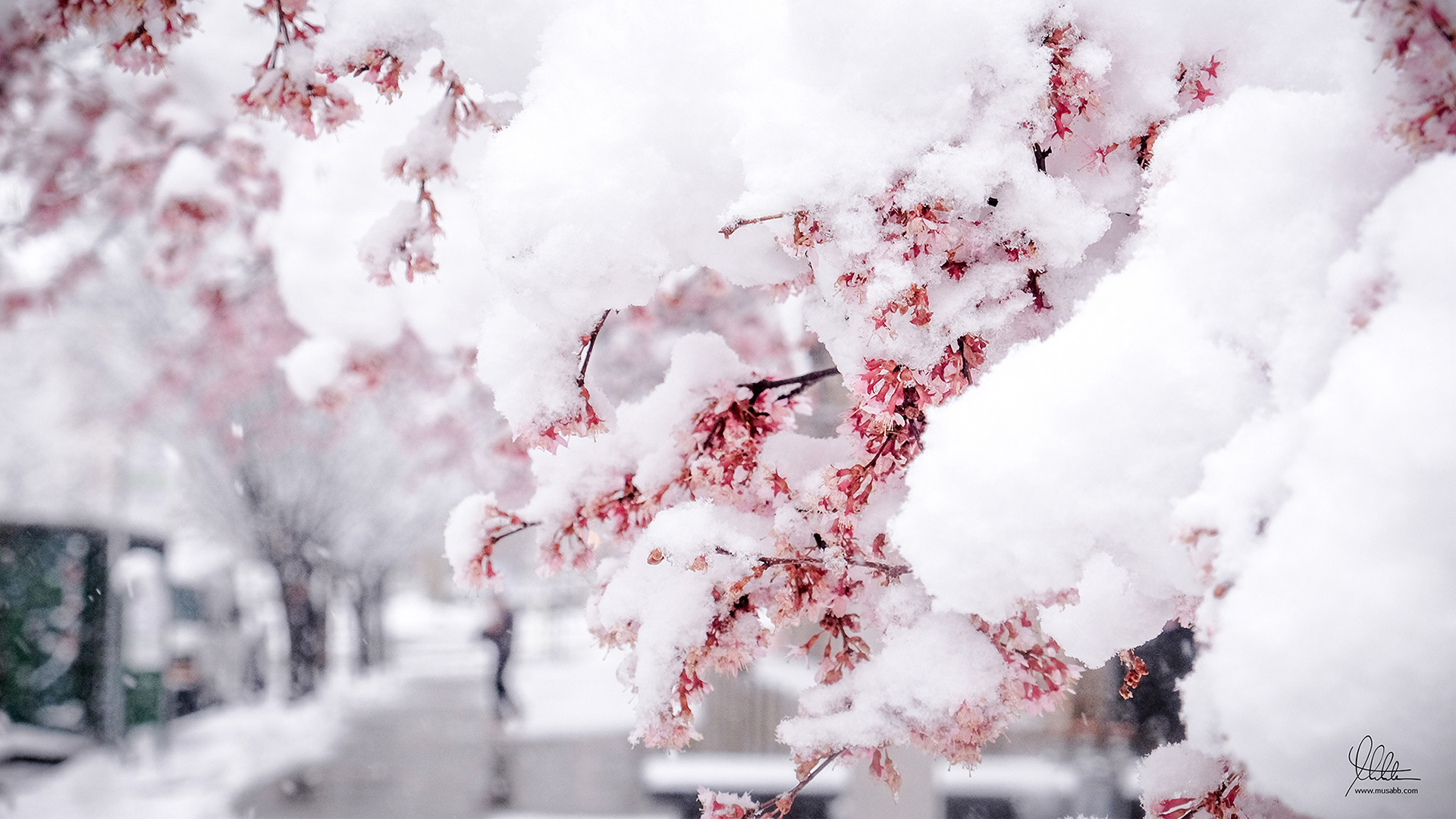 Spring Behind Winter