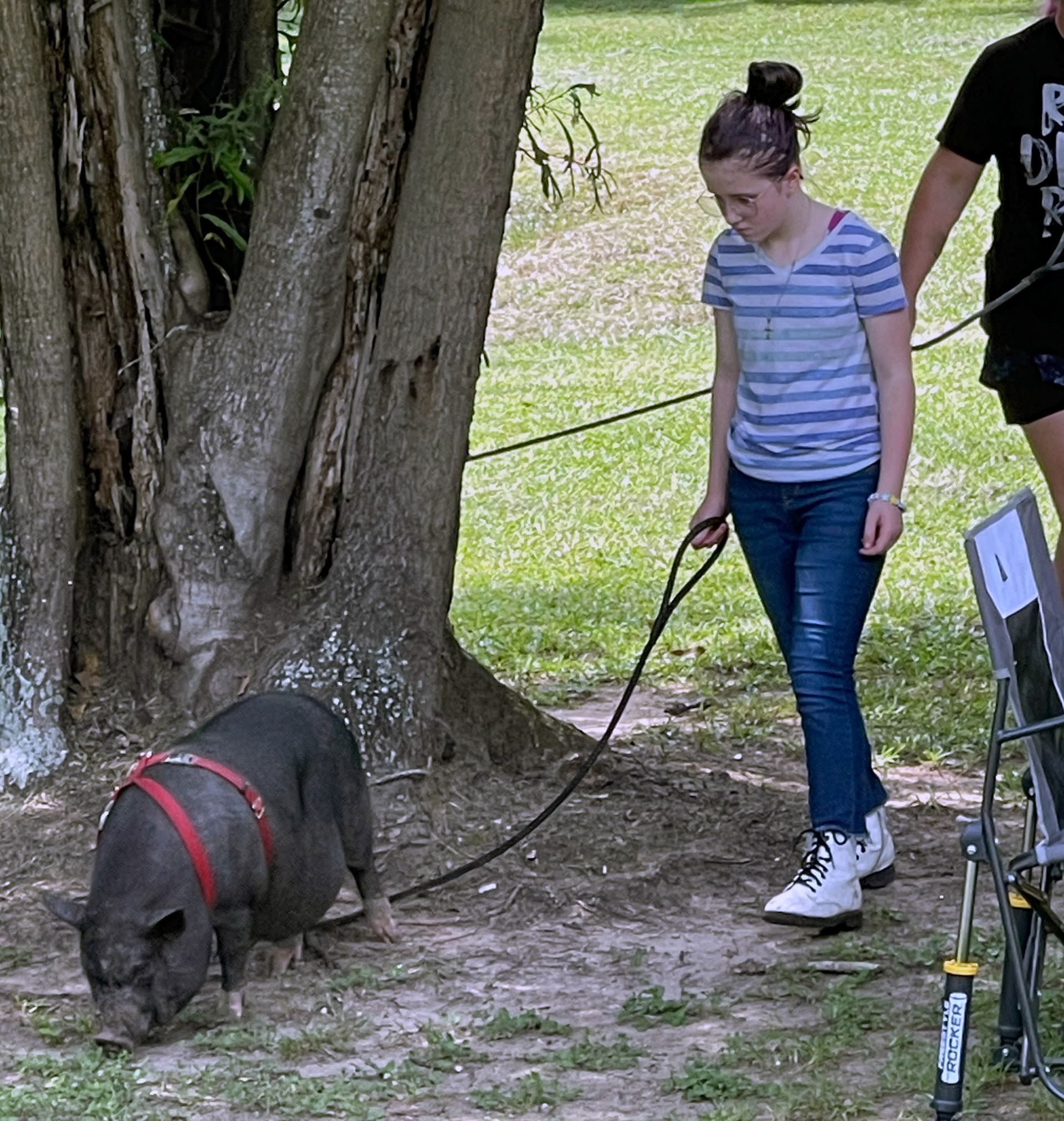 walking a pig, Nikon 14-24mm Digital 2022