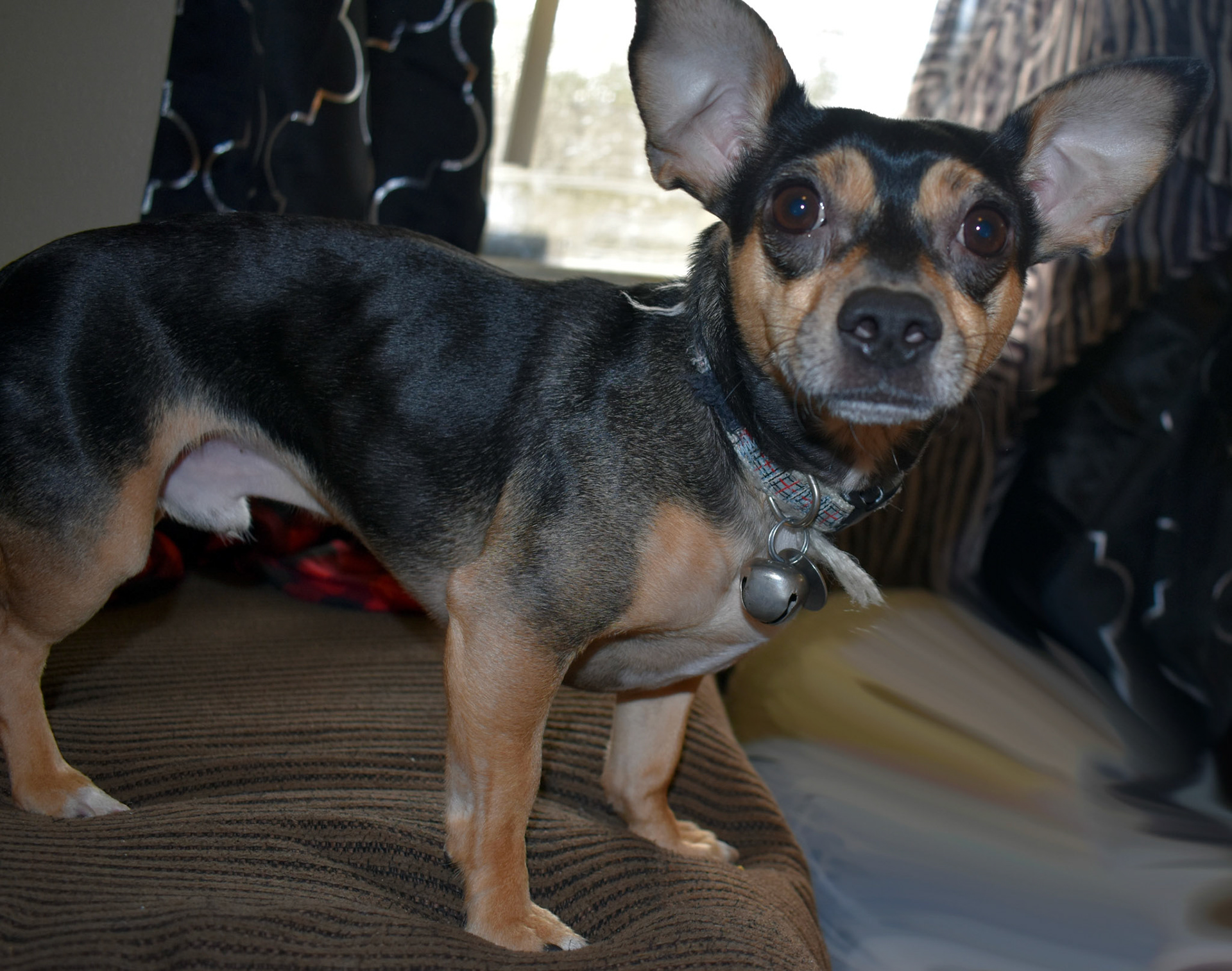 Family pet, Nikon 14-24mm Digital 2021