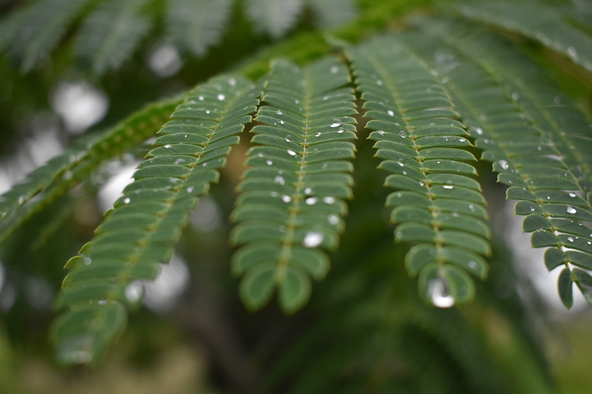 Water on leaf, Nikon 14-24mm Digital 2021