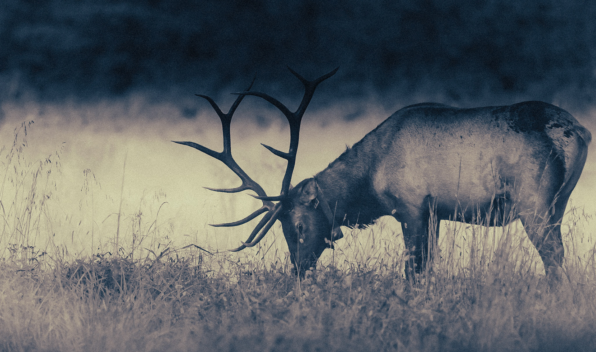 A large bull elk grazing in the valley on a September morning