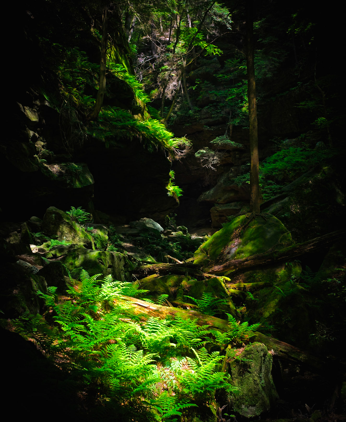 Illuminated foliage along path in the Hocking Hills of Ohio