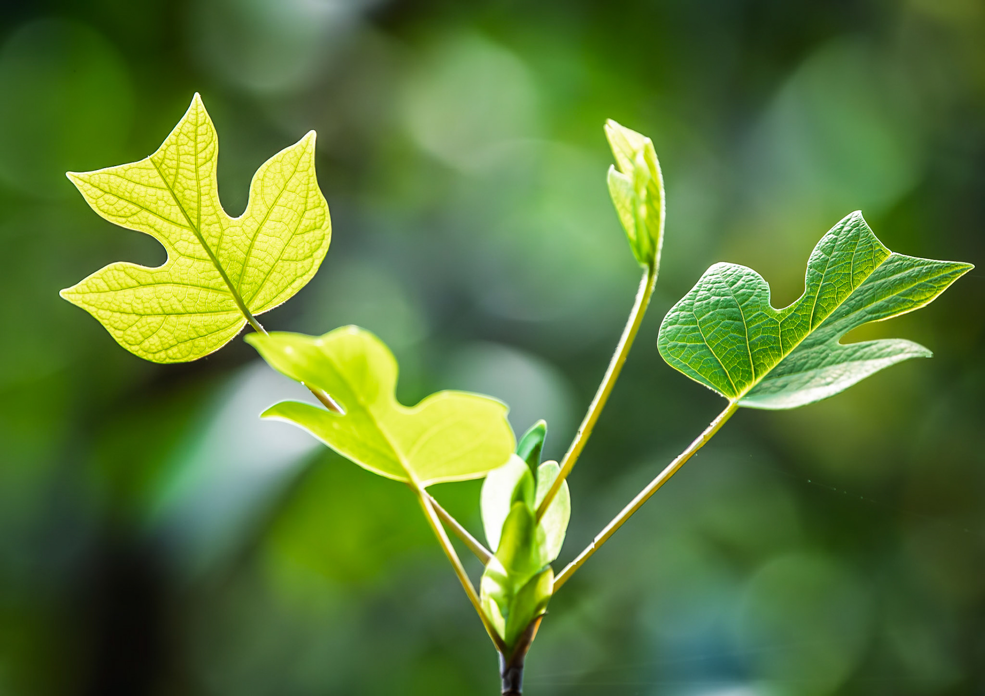 Fresh springtime Tulip Poplar leaf growth in the Smoky Mountains of Tennessee