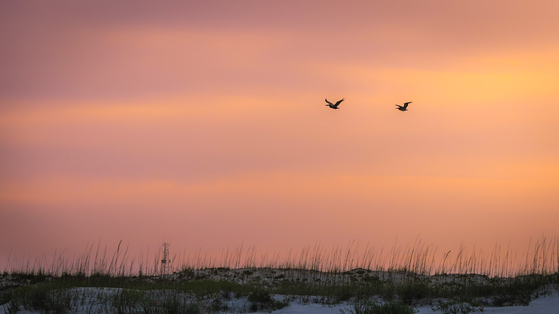 Pelicans at St Augustine beach in Florida