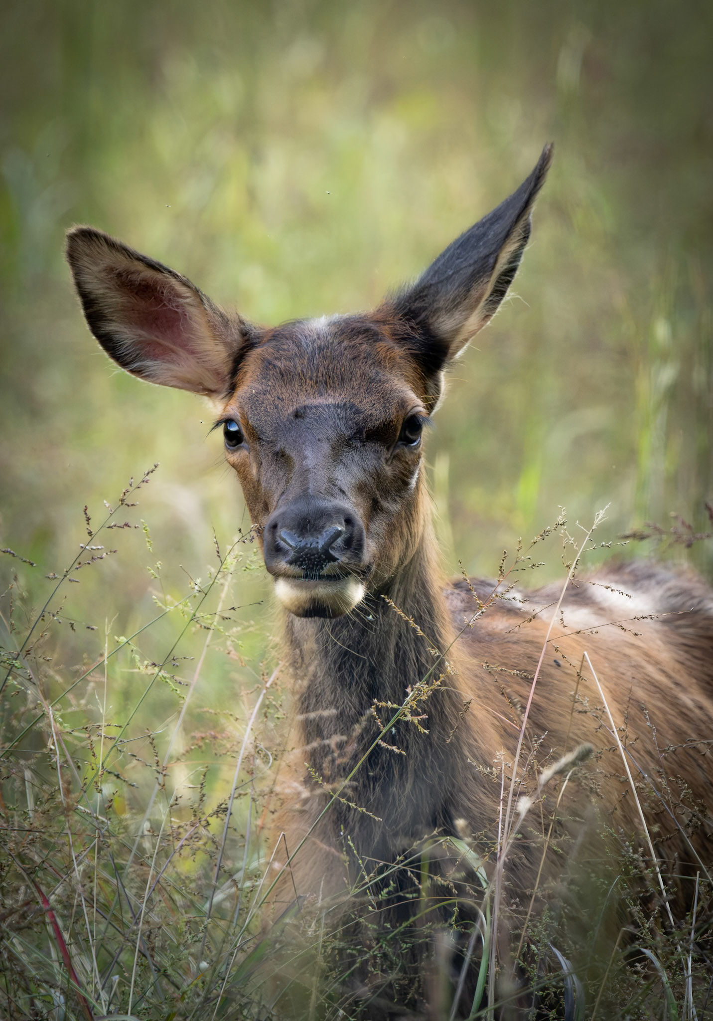 A young elk grazing in the field at Cataloochee Valley