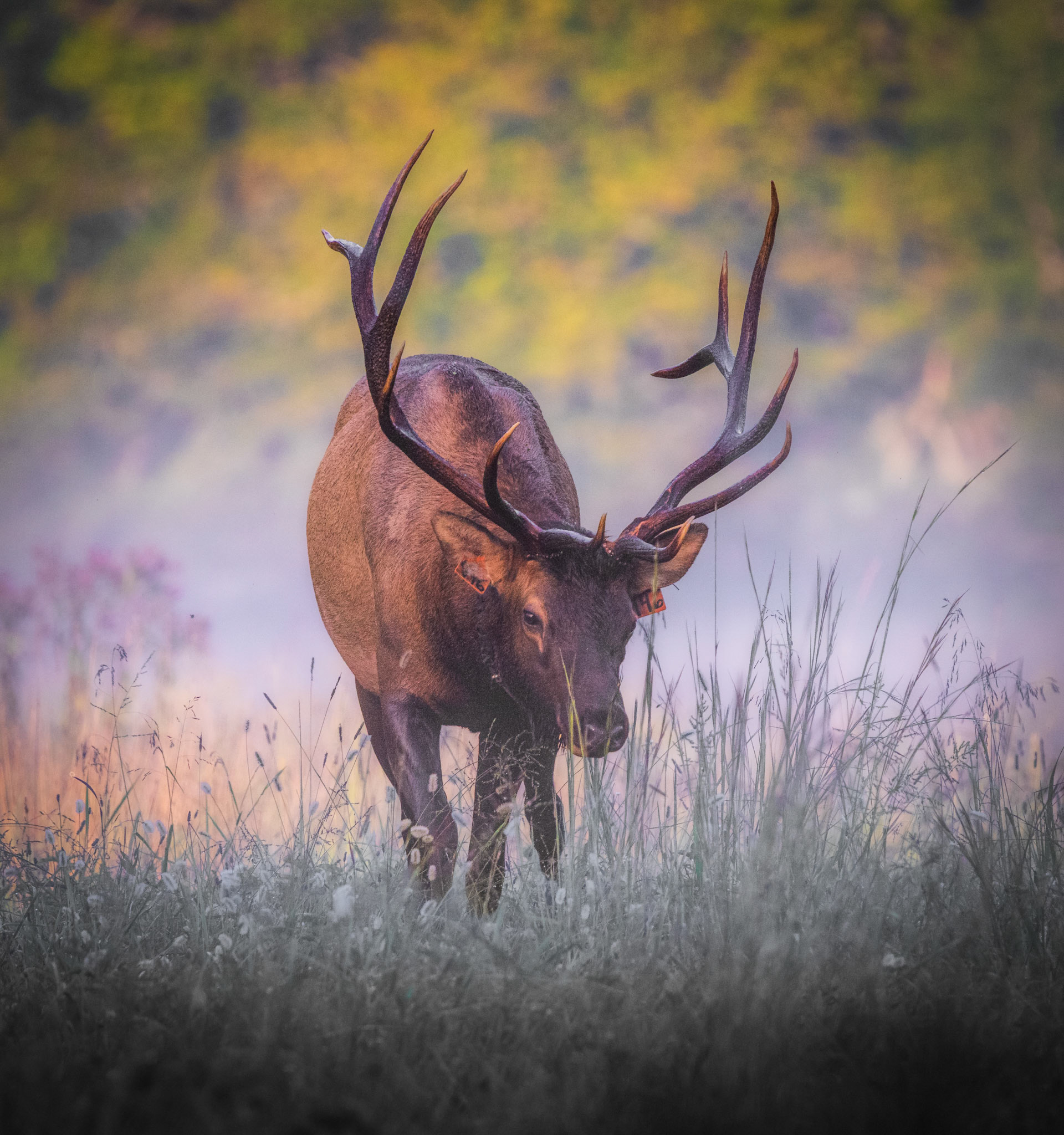 September in Cataloochee Valley marks the beginning of the annual rut.