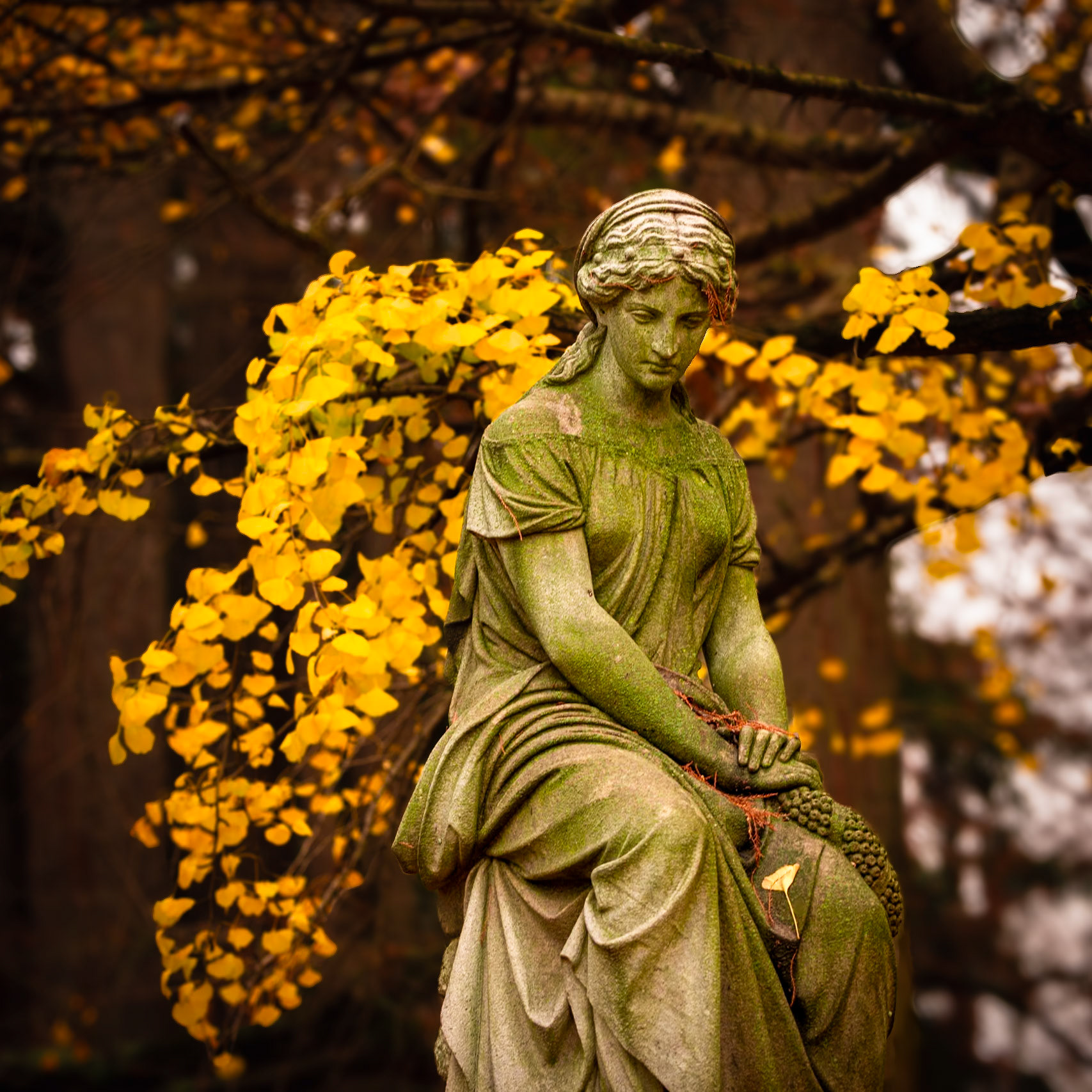 Ginko leaves showing out in Spring Grove cemetery
