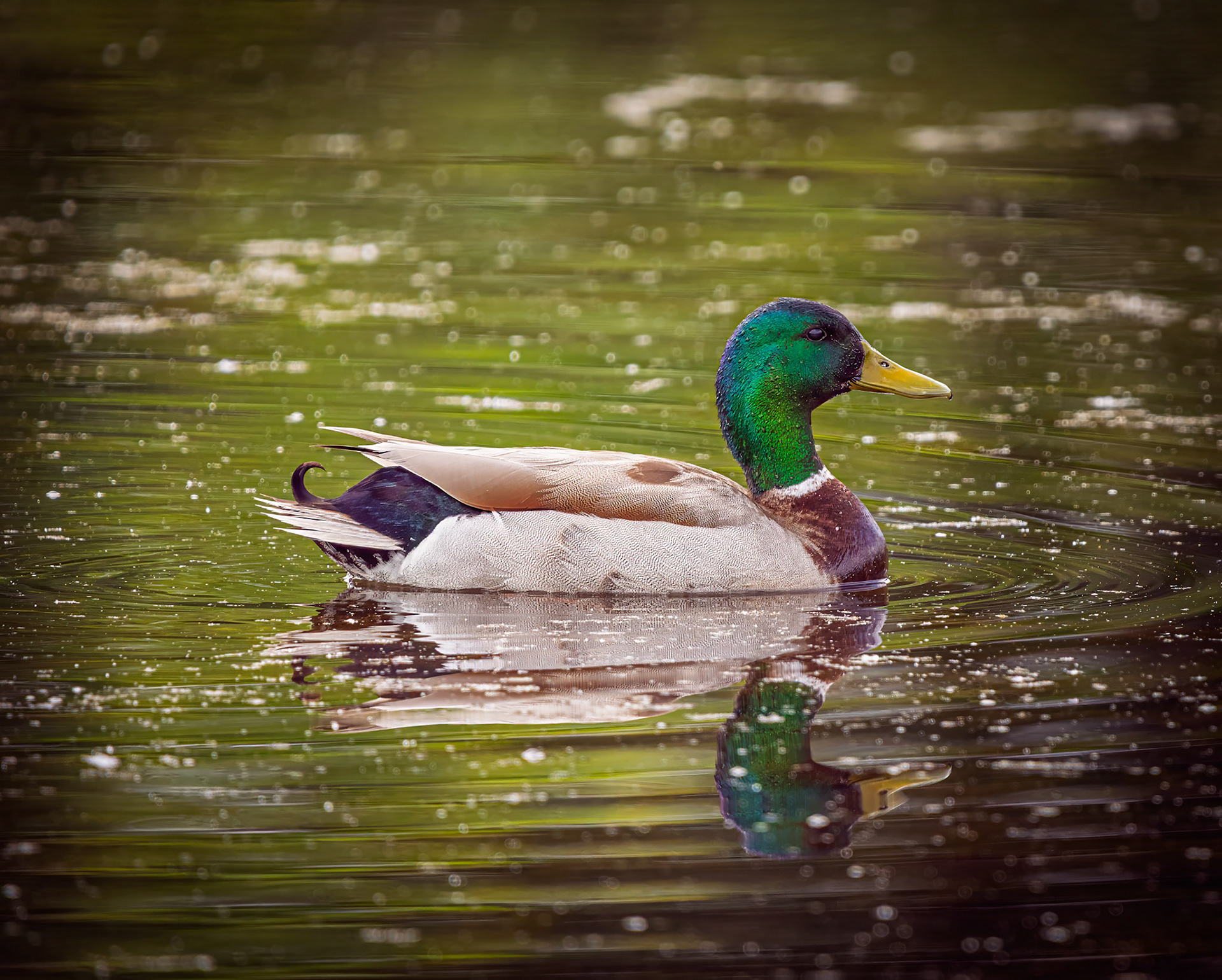 Duck on pond