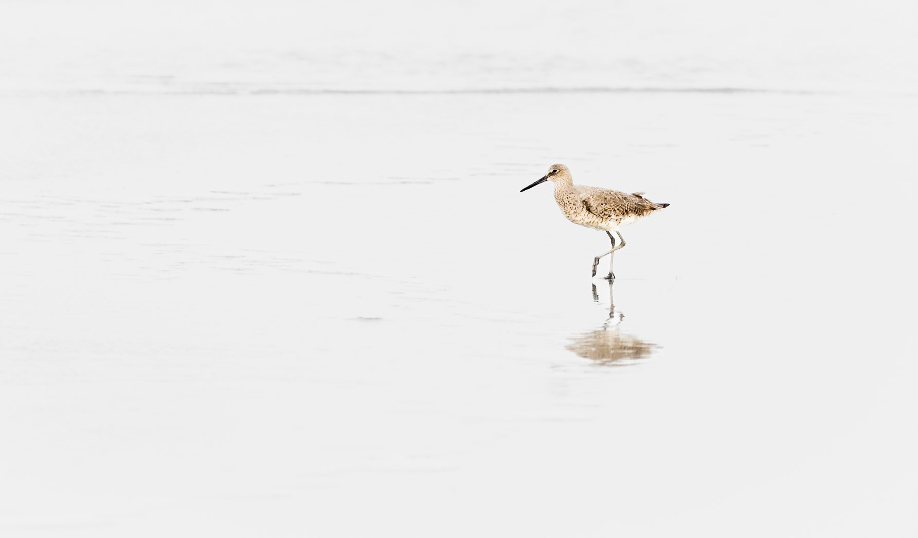High Key photo of shore bird at St Augustine beach