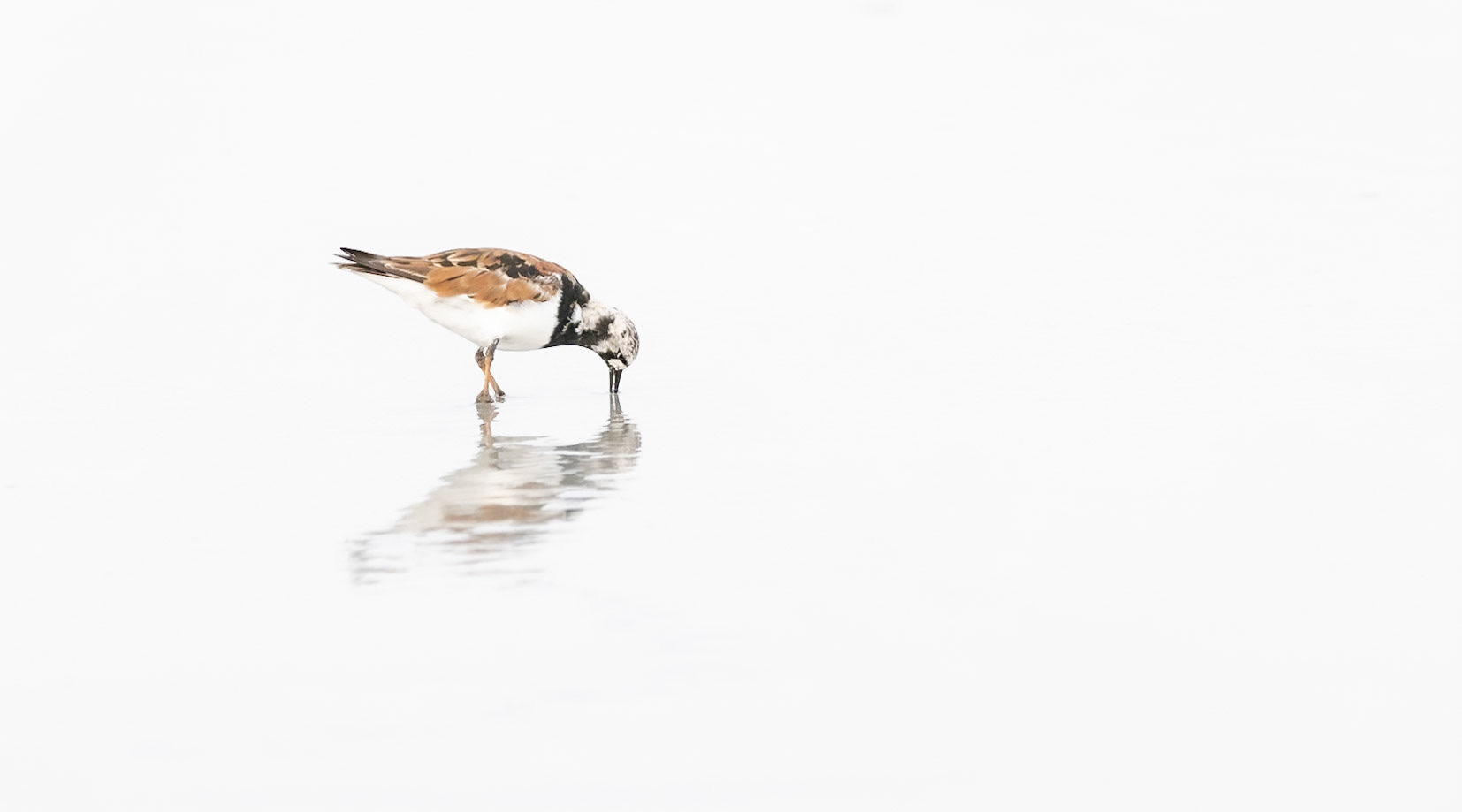 High key image of shore bird in St Augustine, Florida