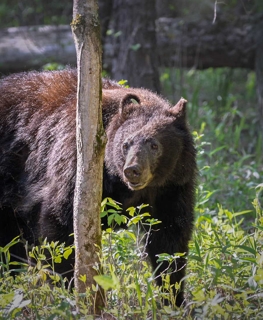 Black bear in the Smoky Mountains of Tennessee