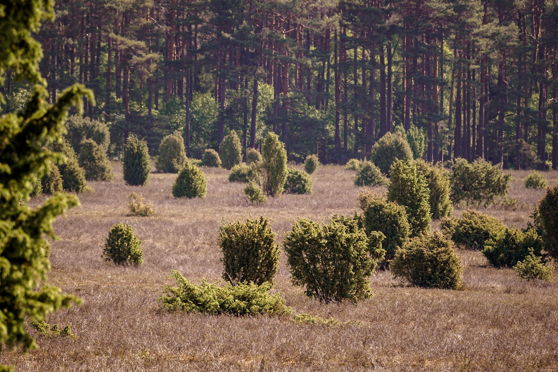 Südheide 2020