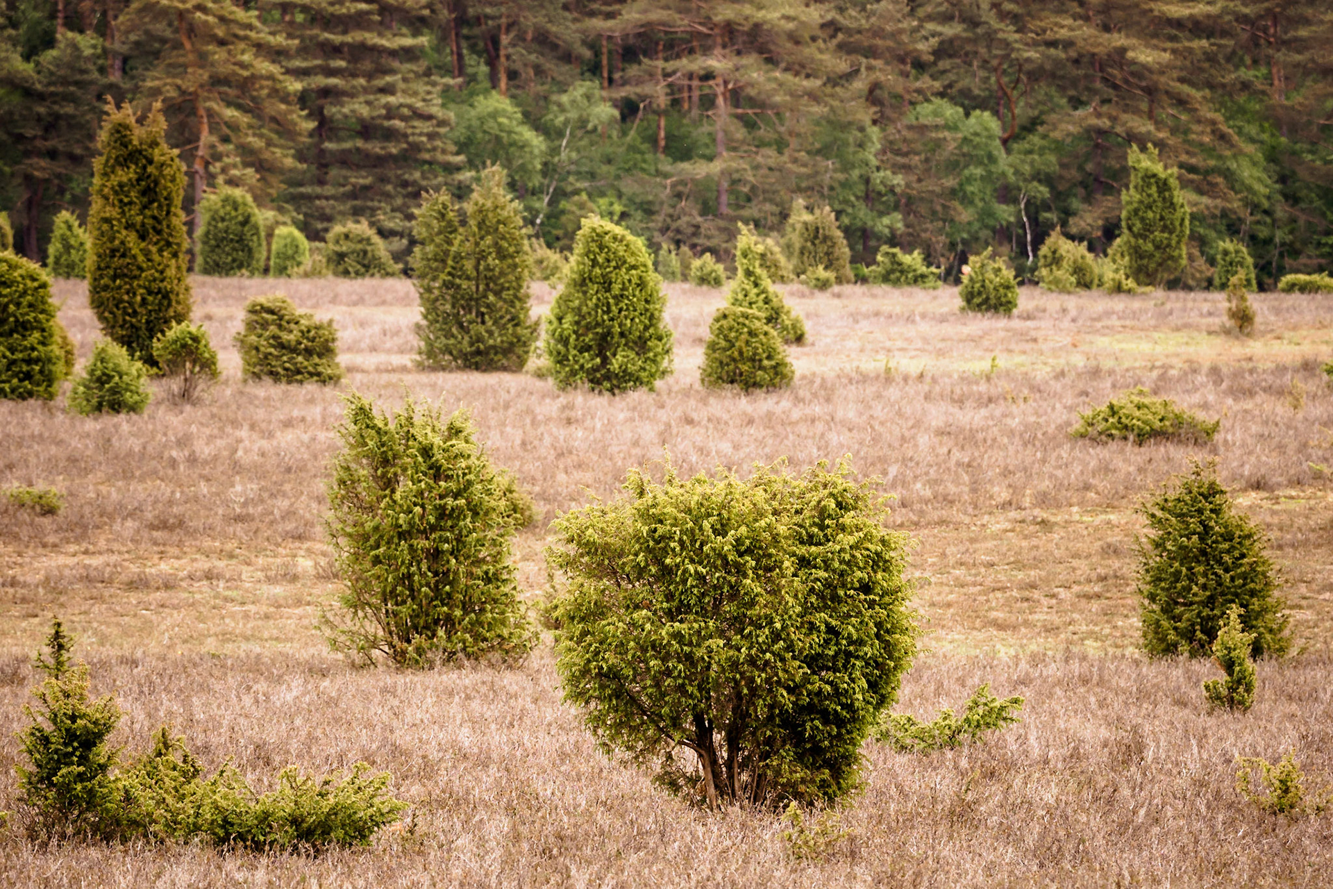 Südheide 2020