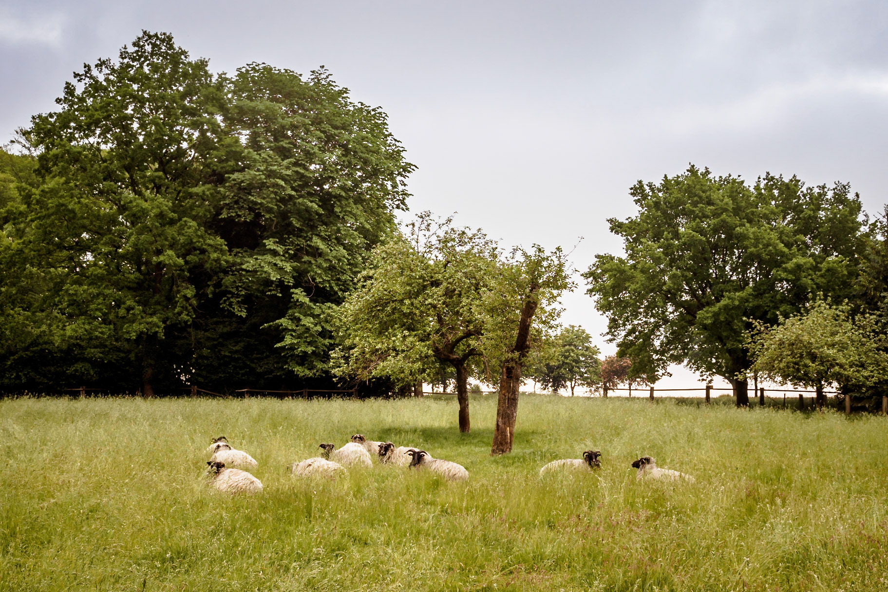 Südheide 2020