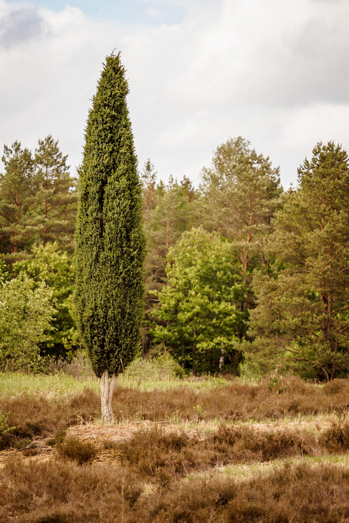 Südheide 2020