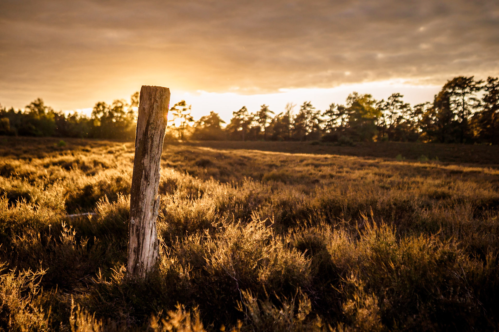 Südheide 2020