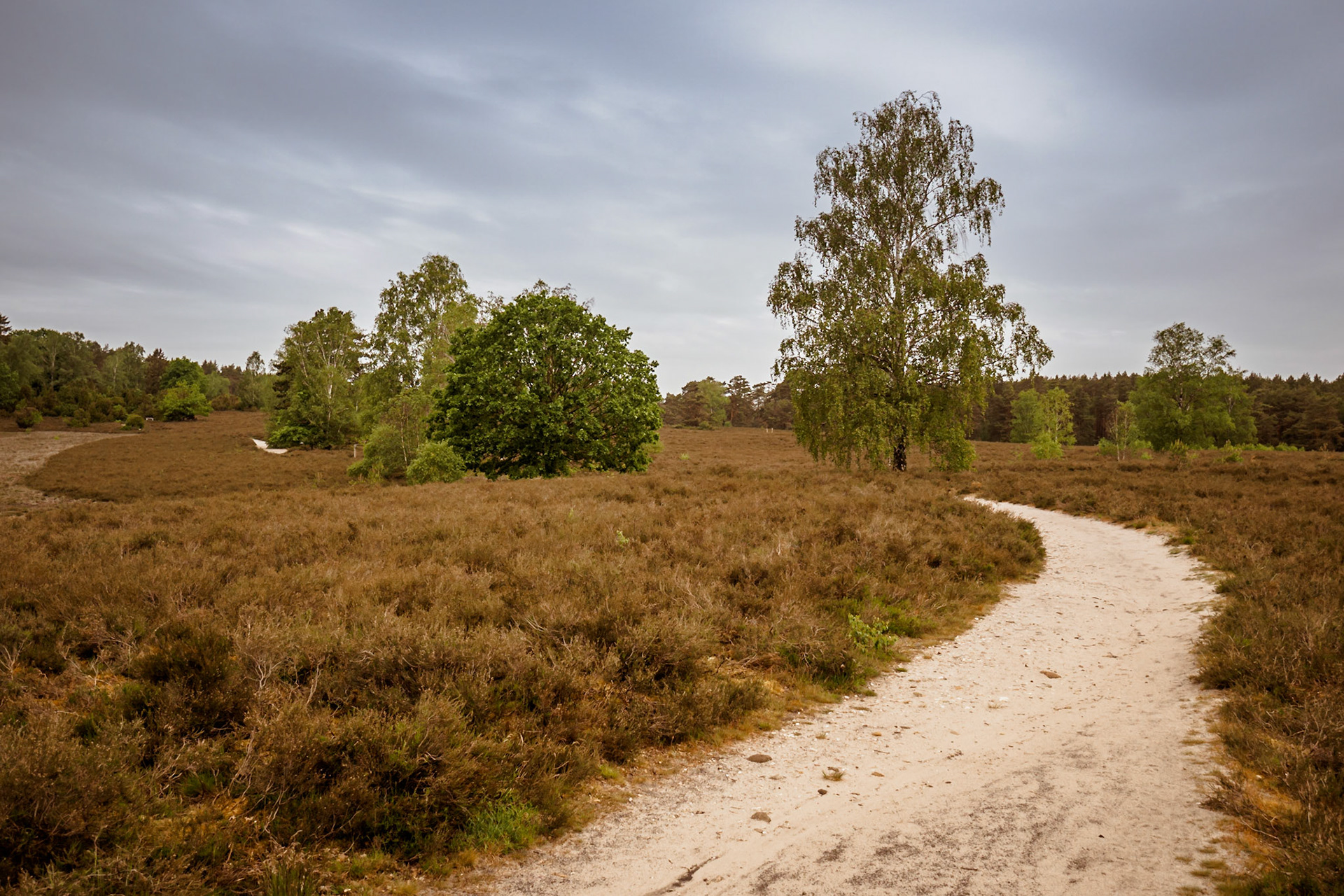 Südheide 2020