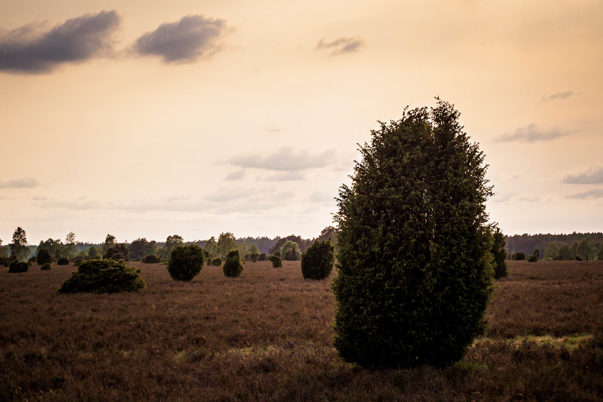 Südheide 2020