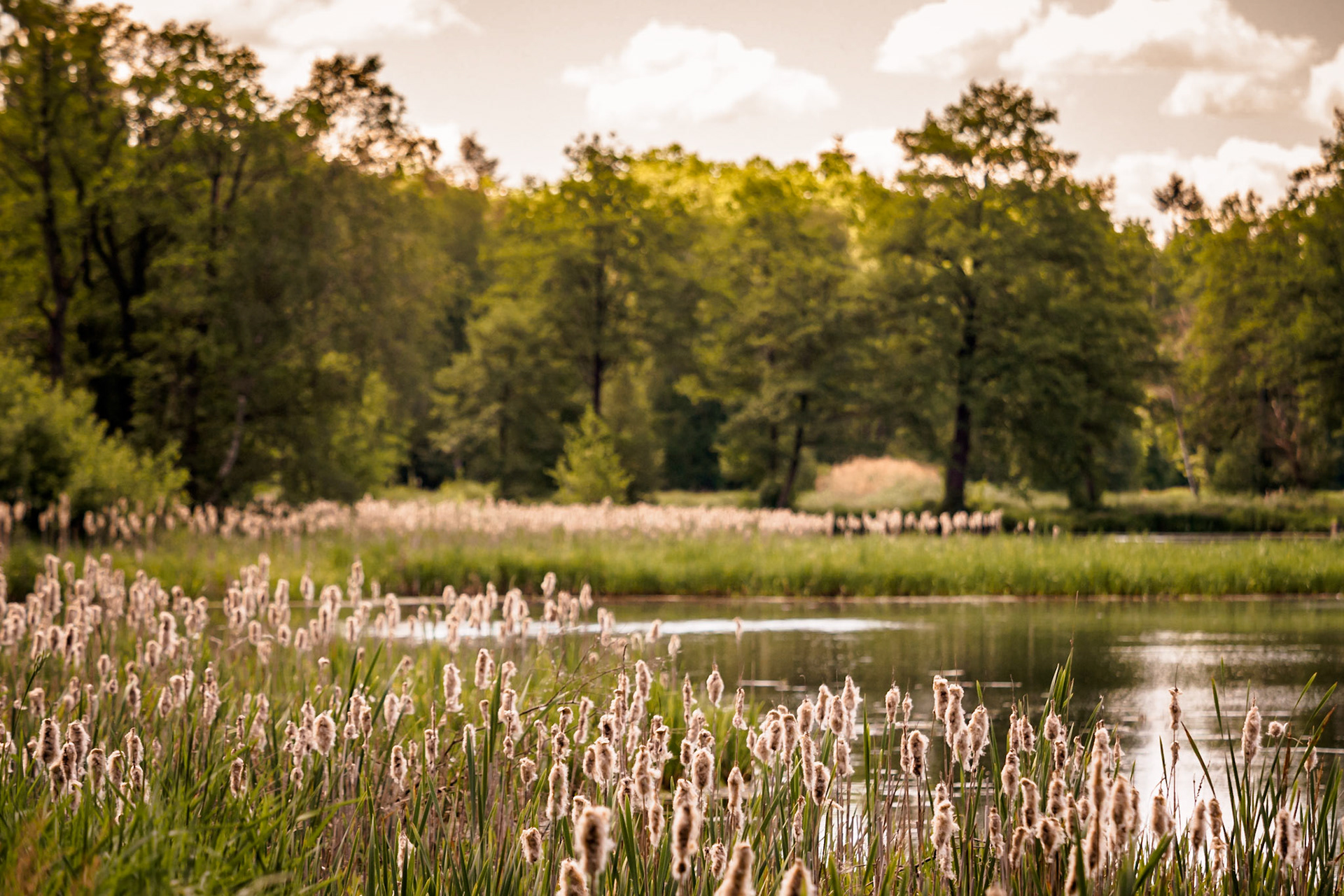 Südheide 2020
