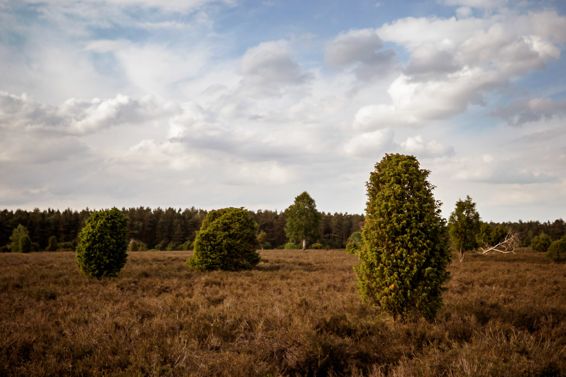 Südheide 2020