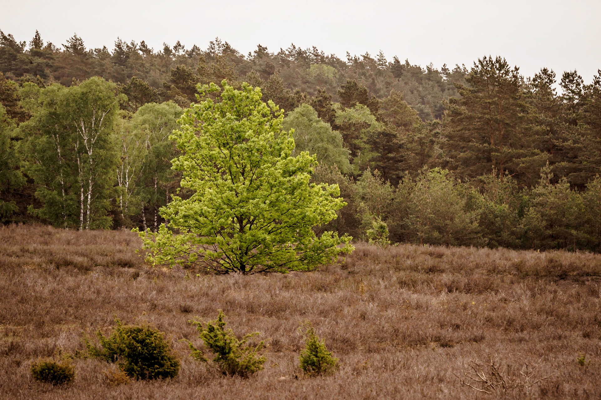 Südheide 2020