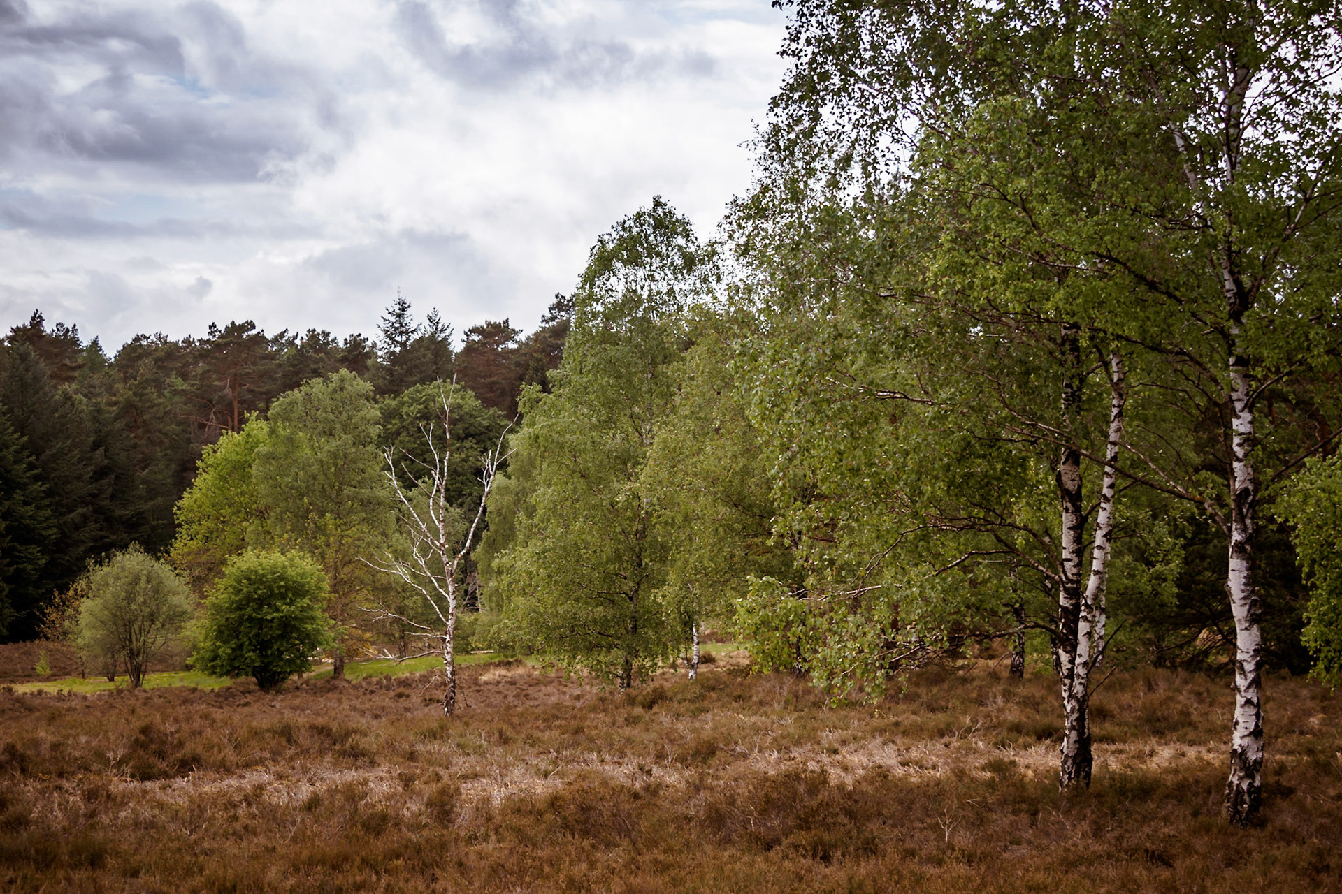 Südheide 2020