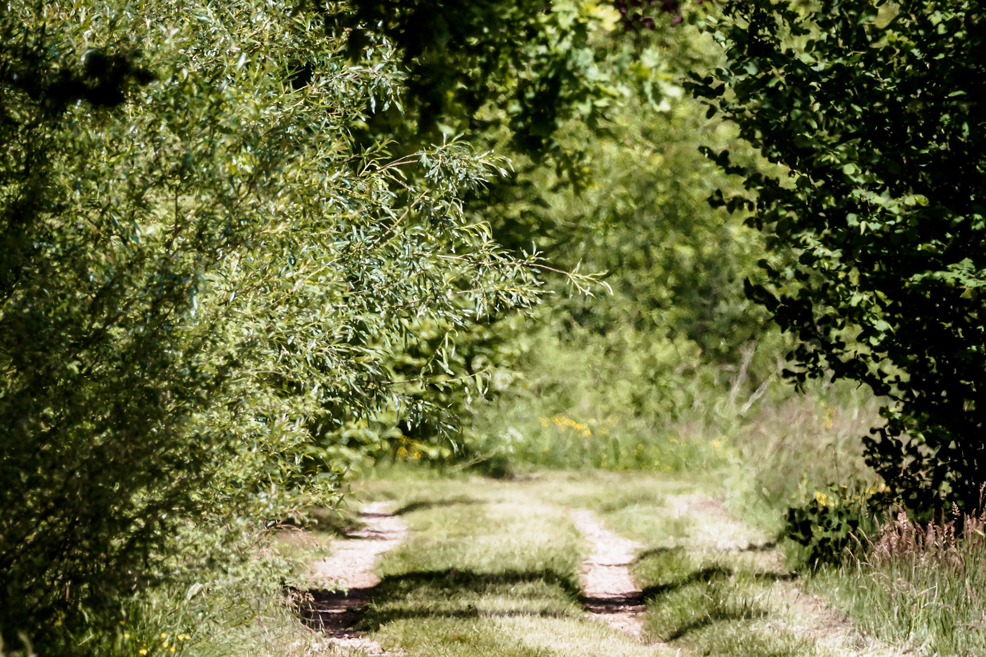 Südheide 2020