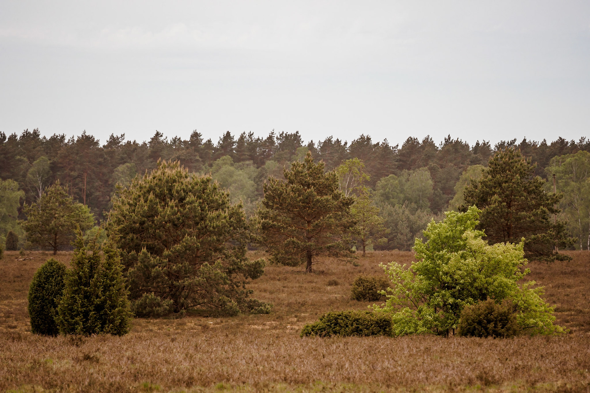 Südheide 2020