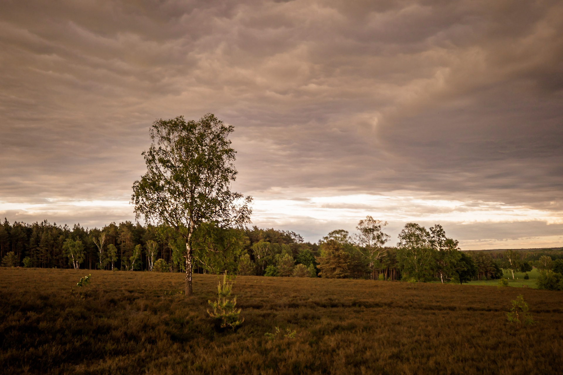 Südheide 2020