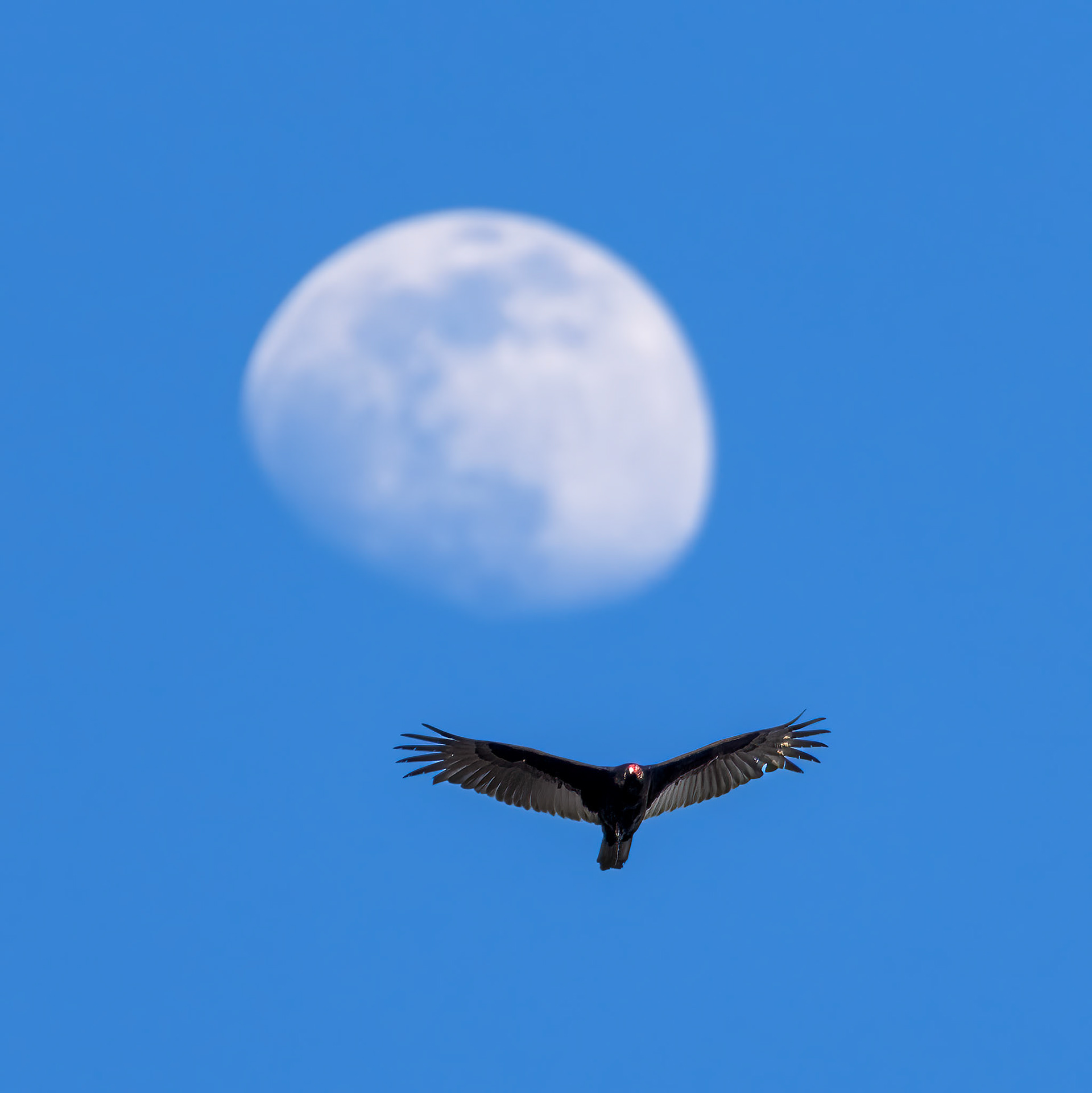 Turkey Vulture