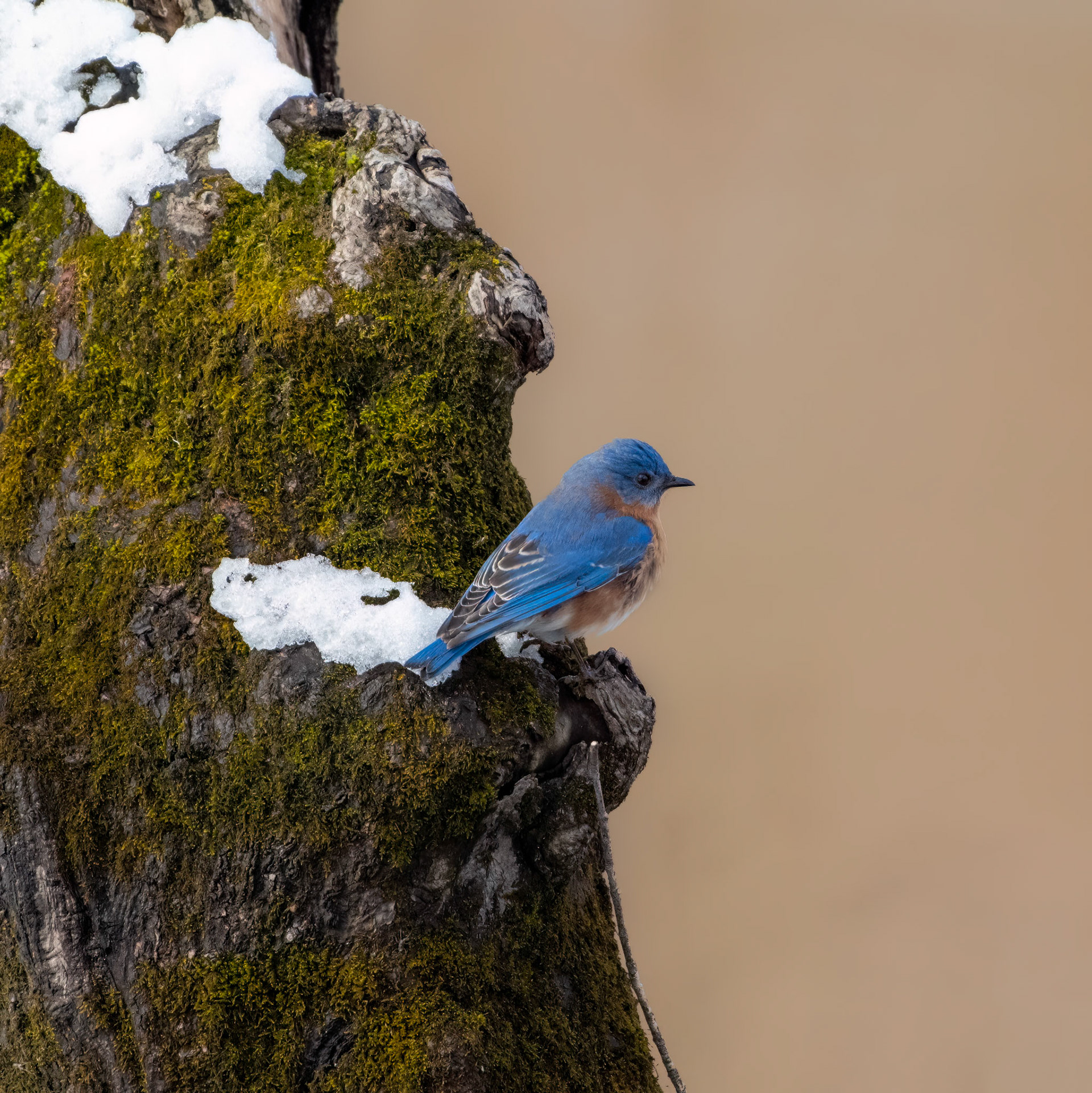 Eastern Bluebird
