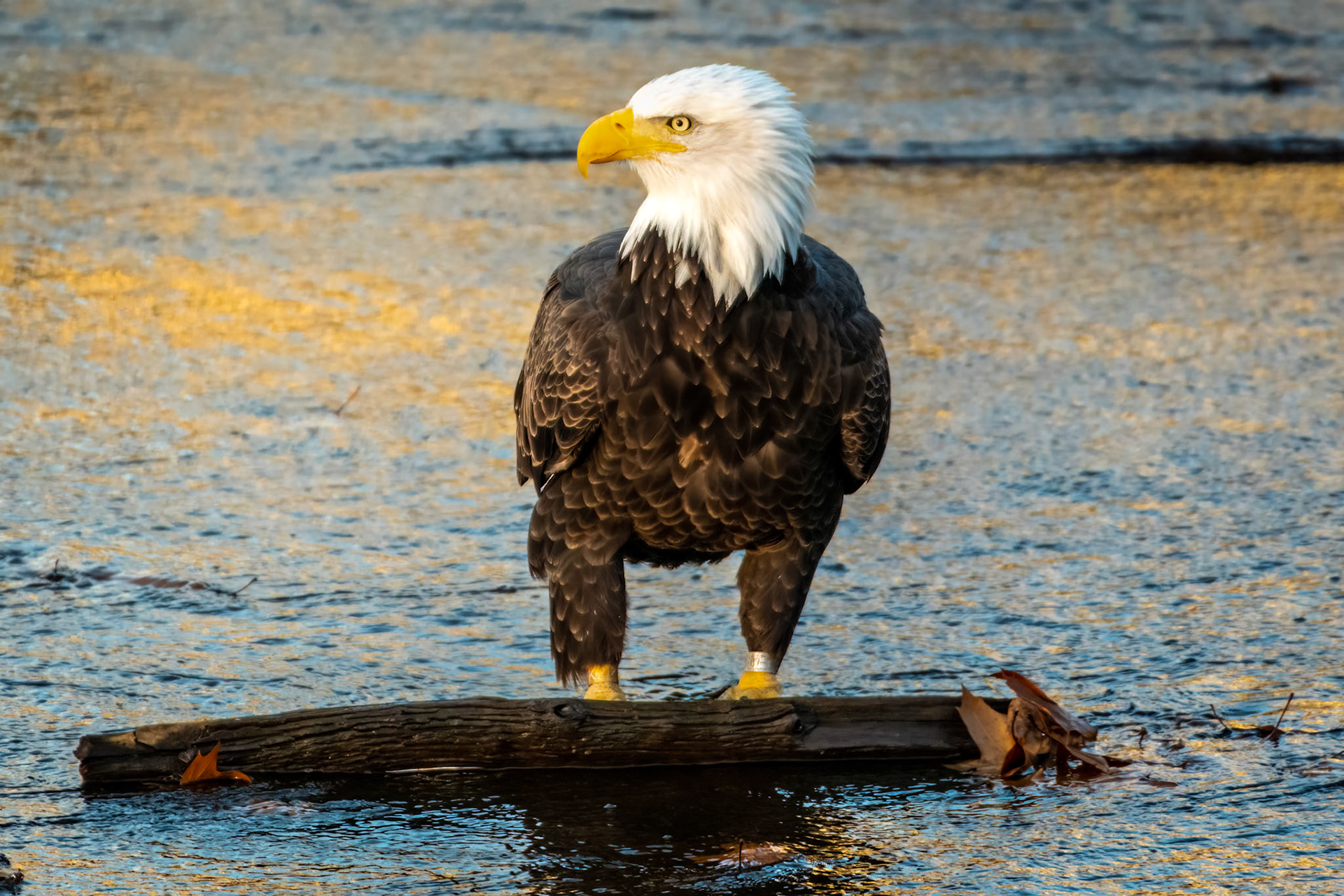 Bald Eagle