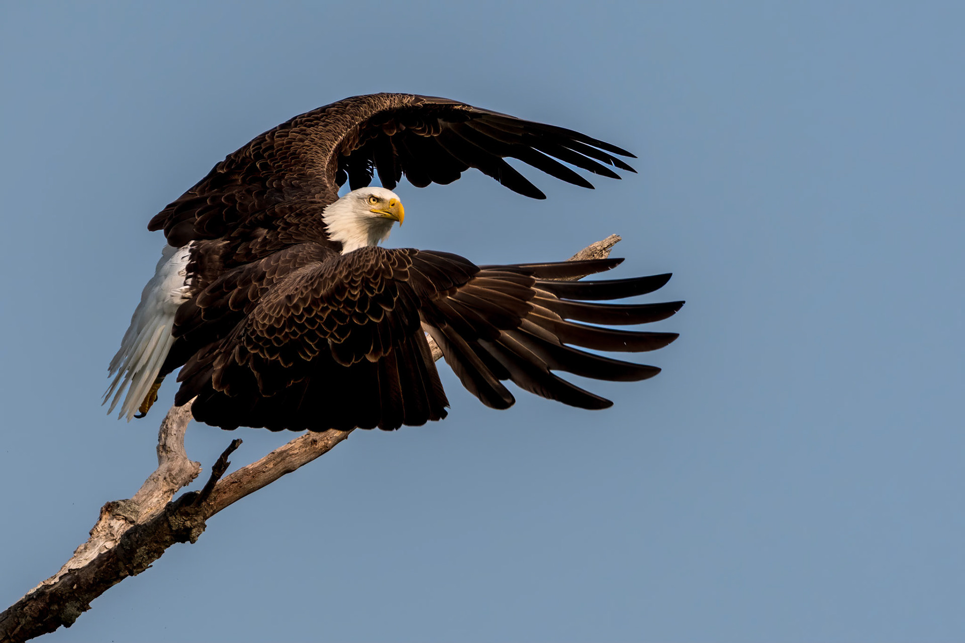 Bald Eagle