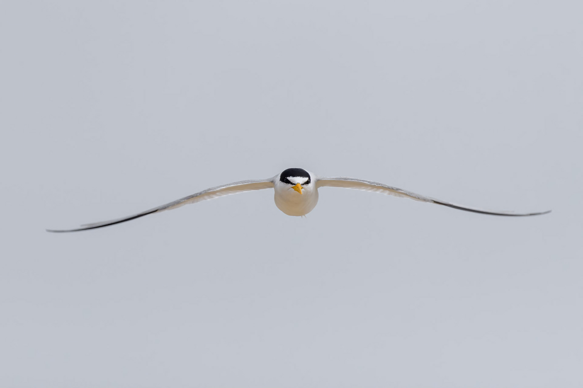 Least Tern