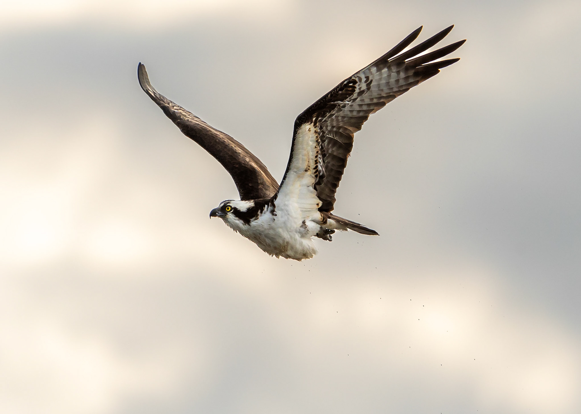 Osprey