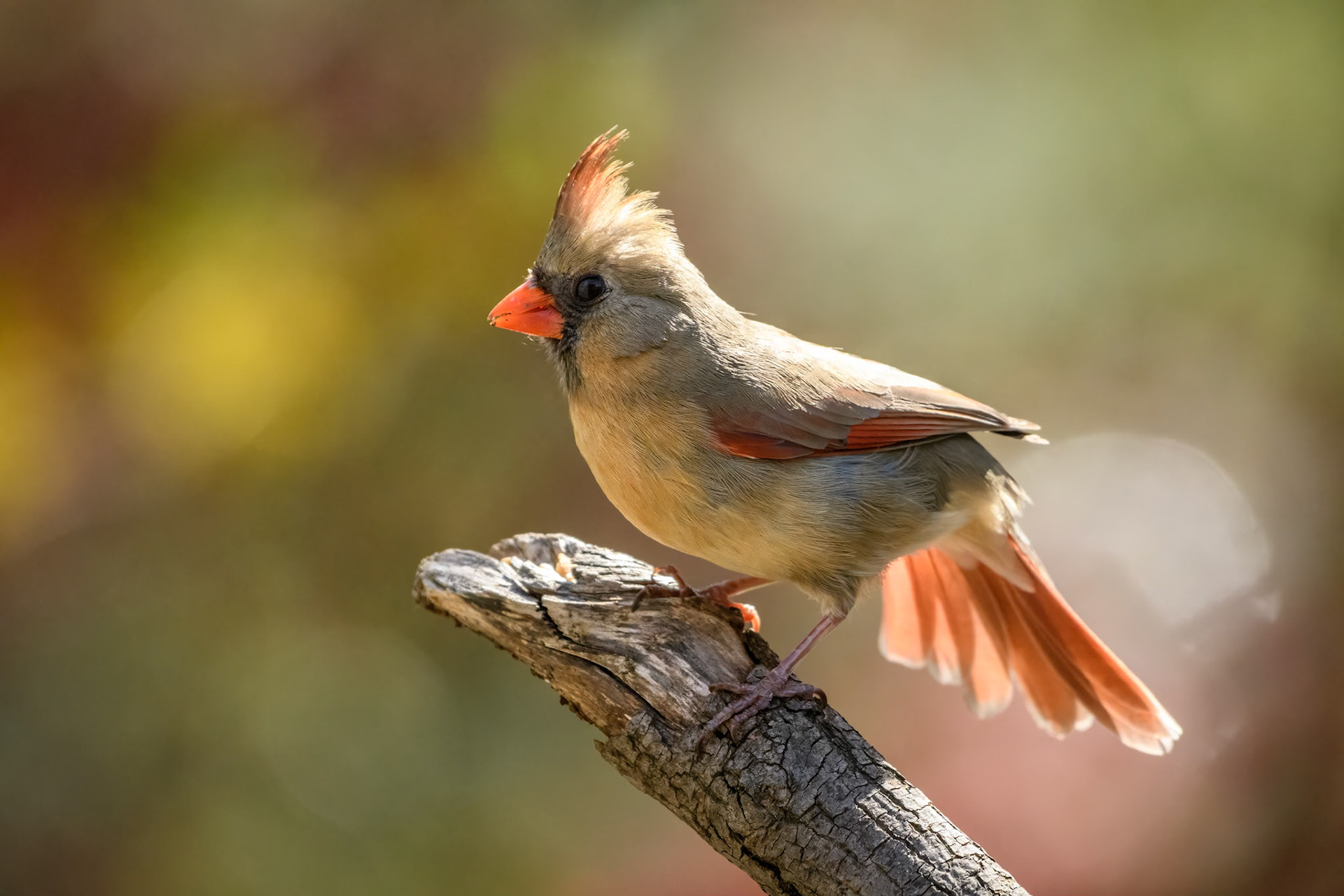 Northern Cardinal - Female