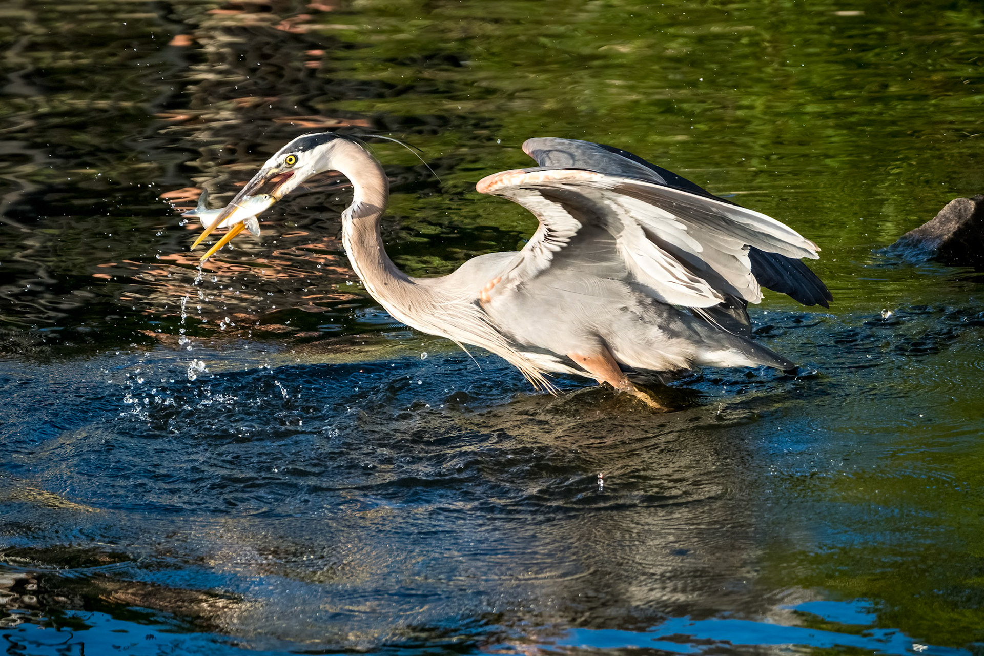 Great Blue Heron