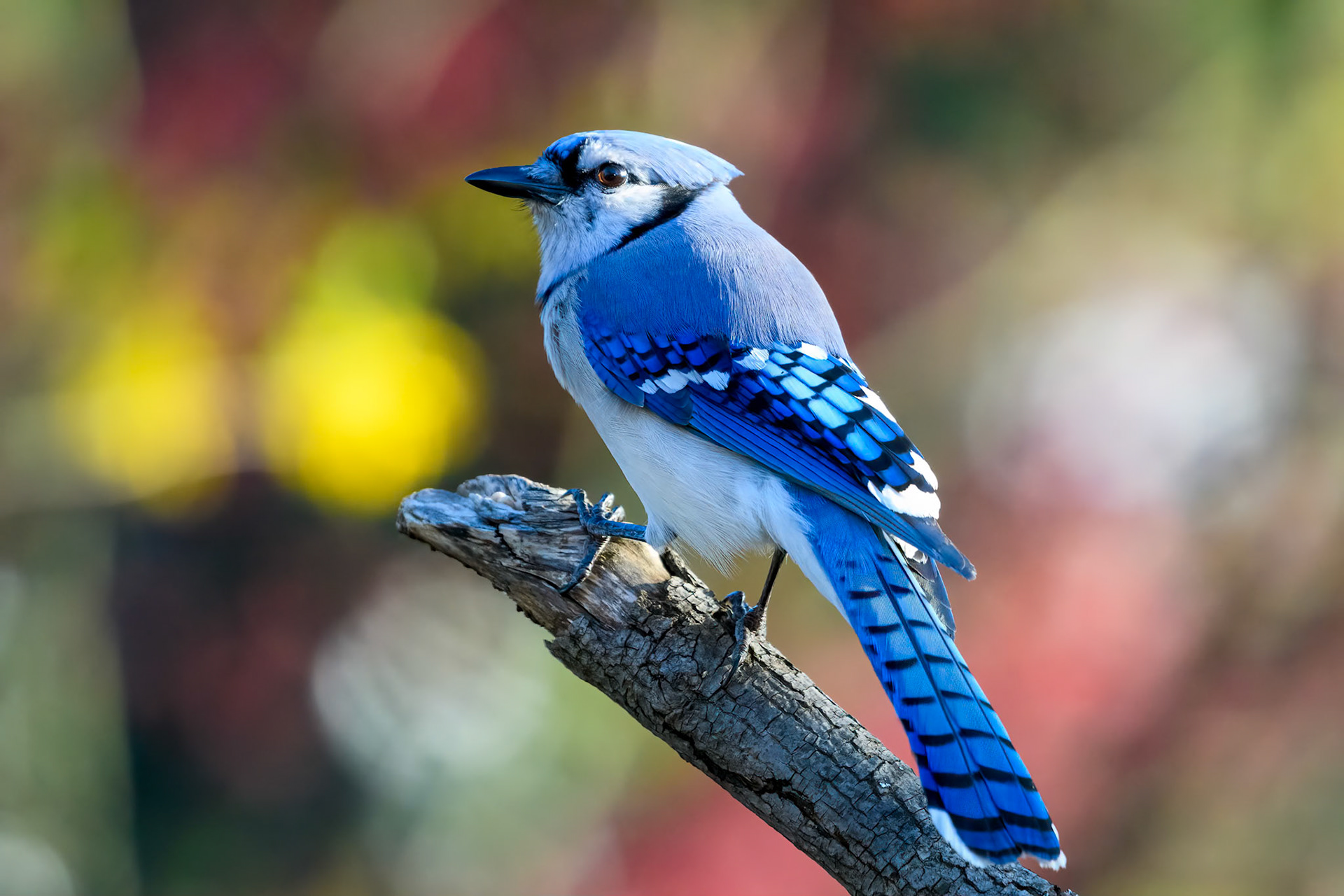 Blue Jay