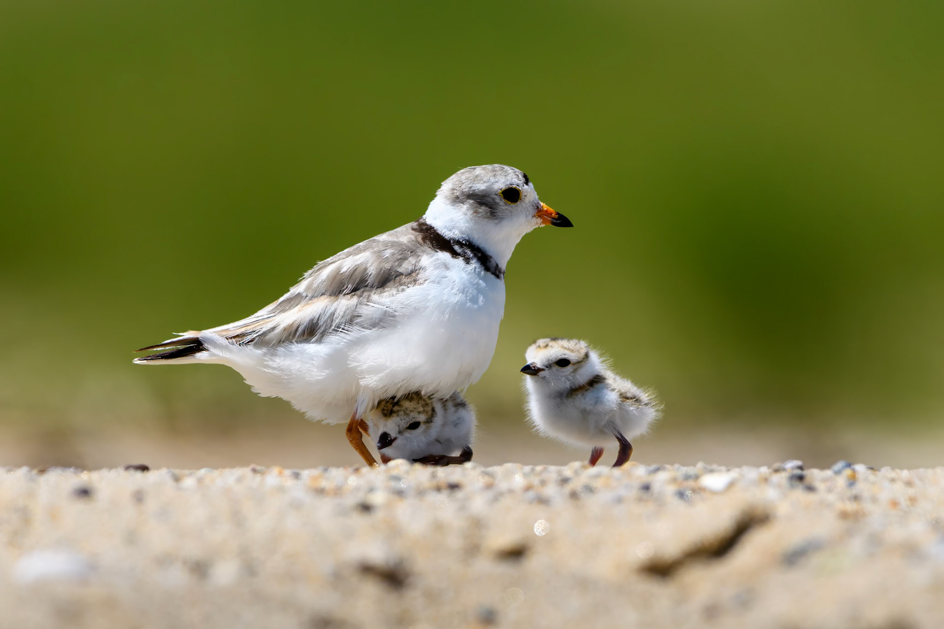 Piping Plover