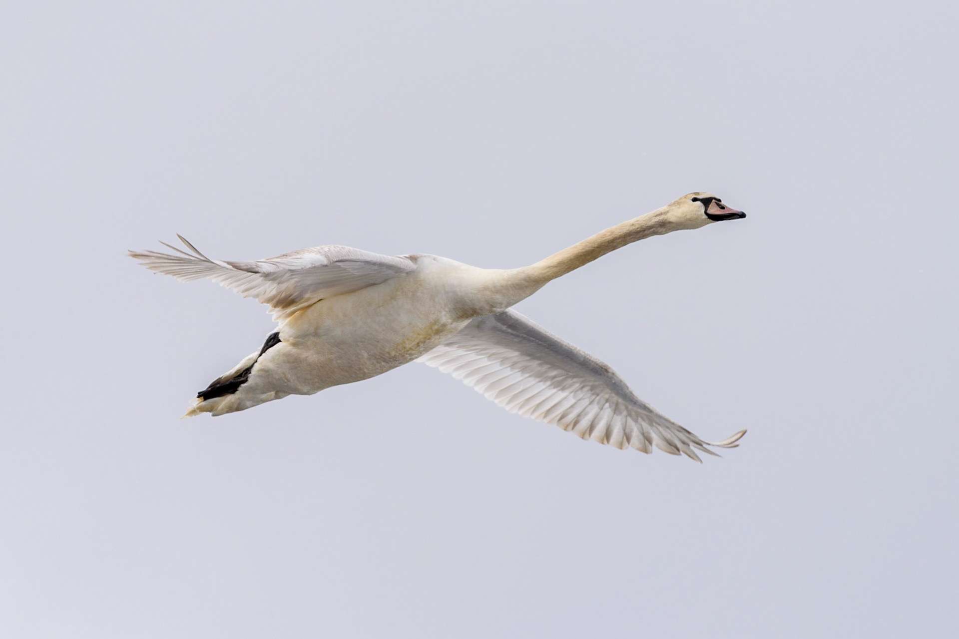 Mute Swan