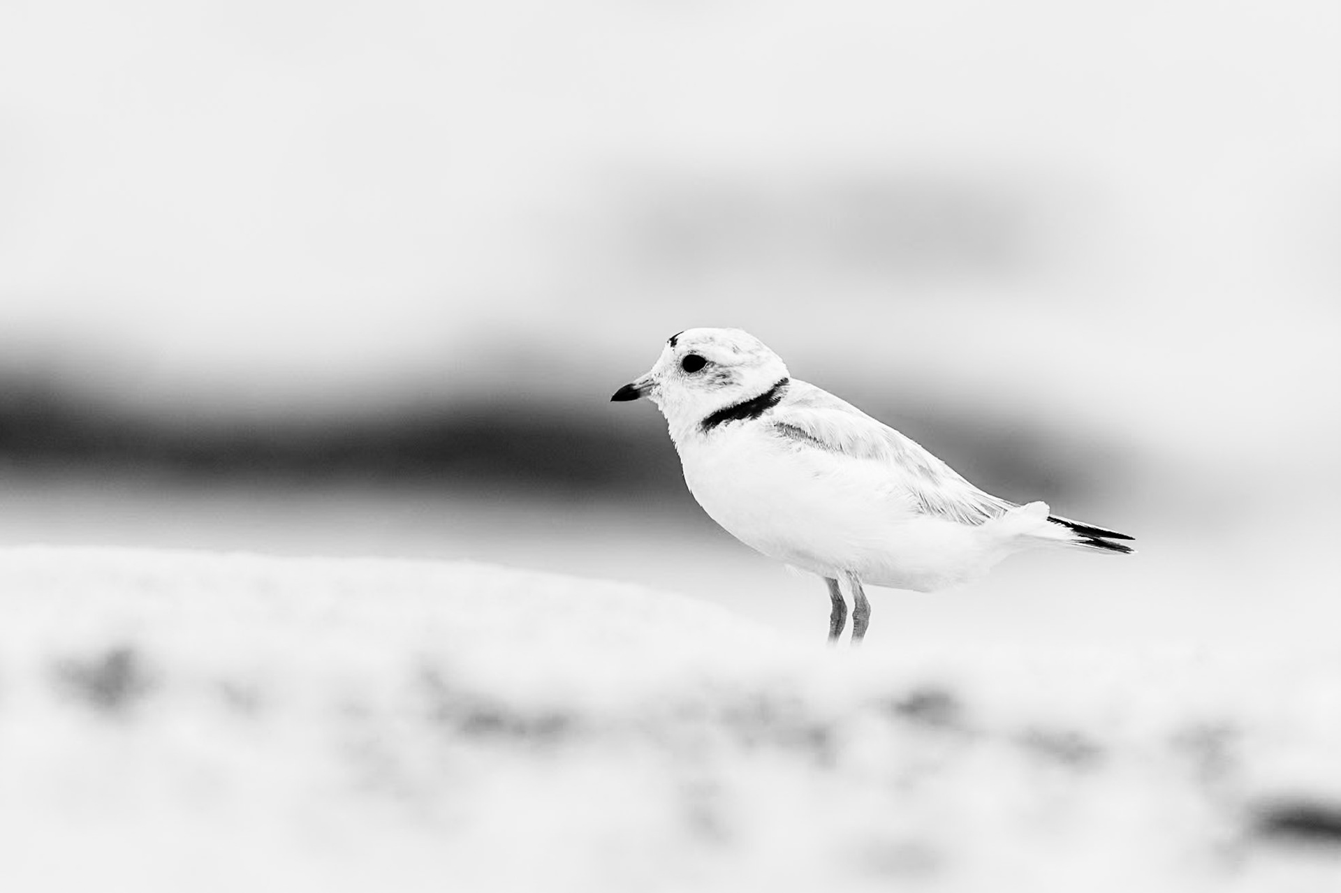 Piping Plover
