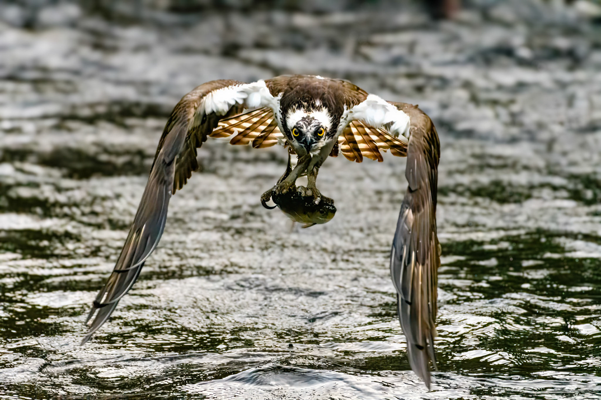 Osprey