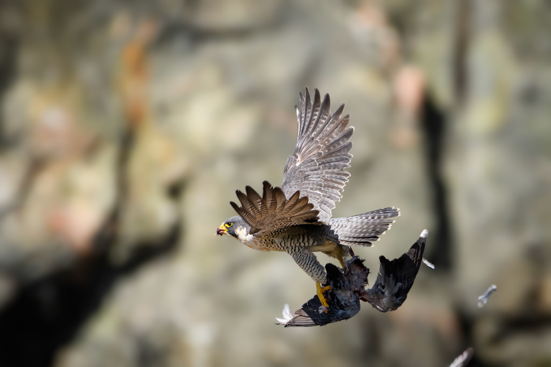 Peregrine Falcon