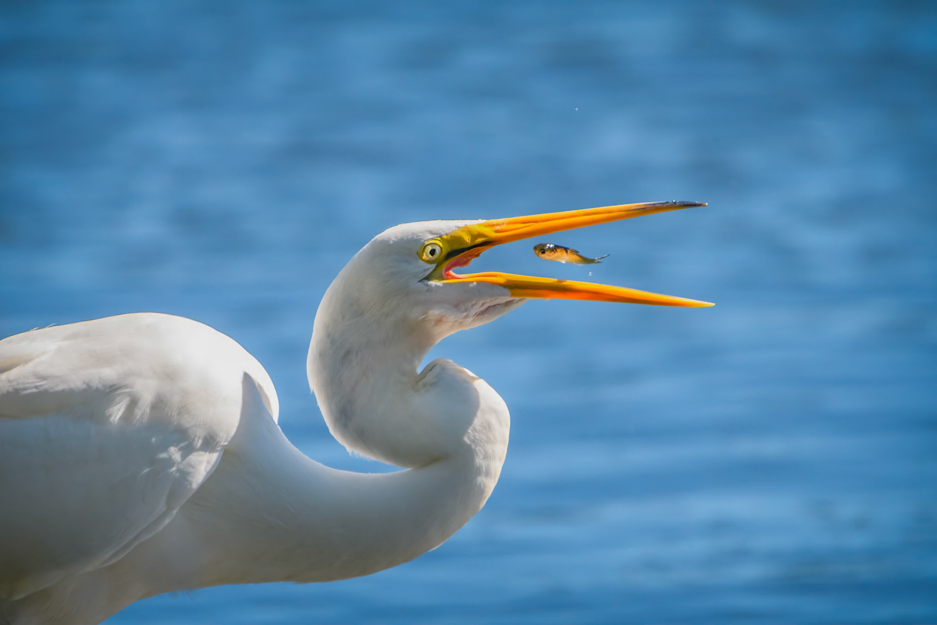 Great Egret