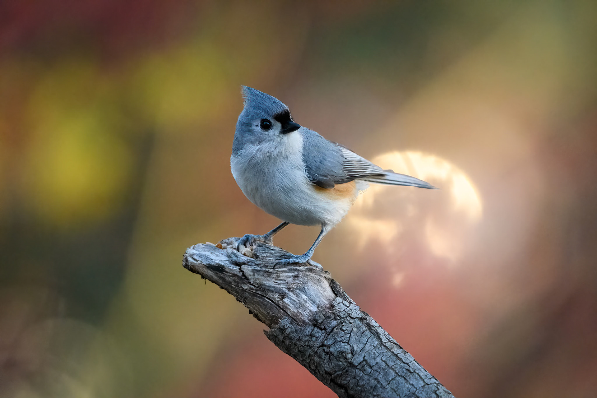 Tufted Titmouse