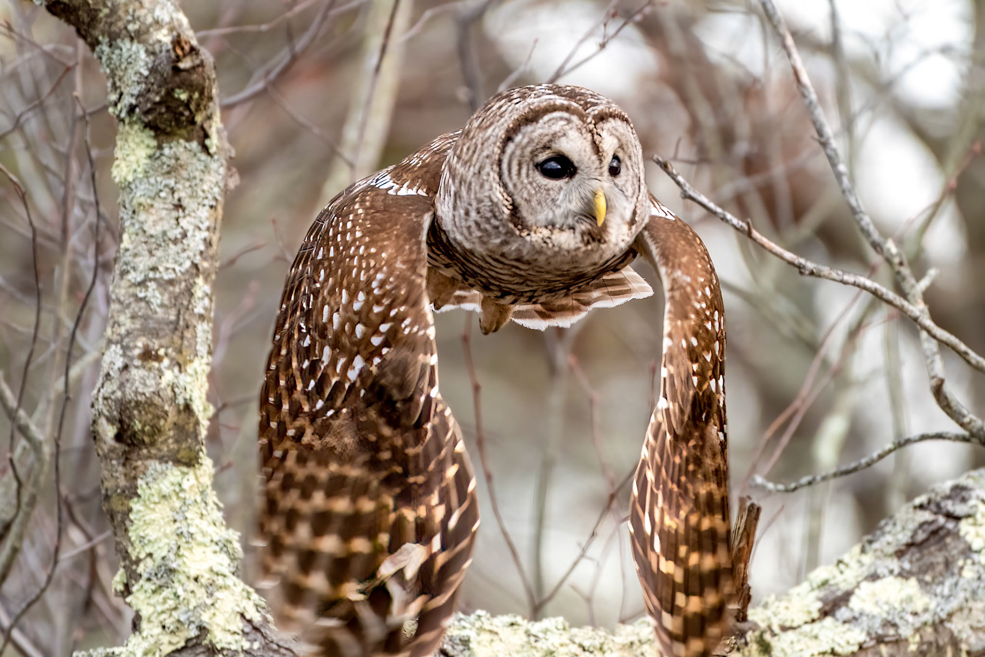 Barred Owl