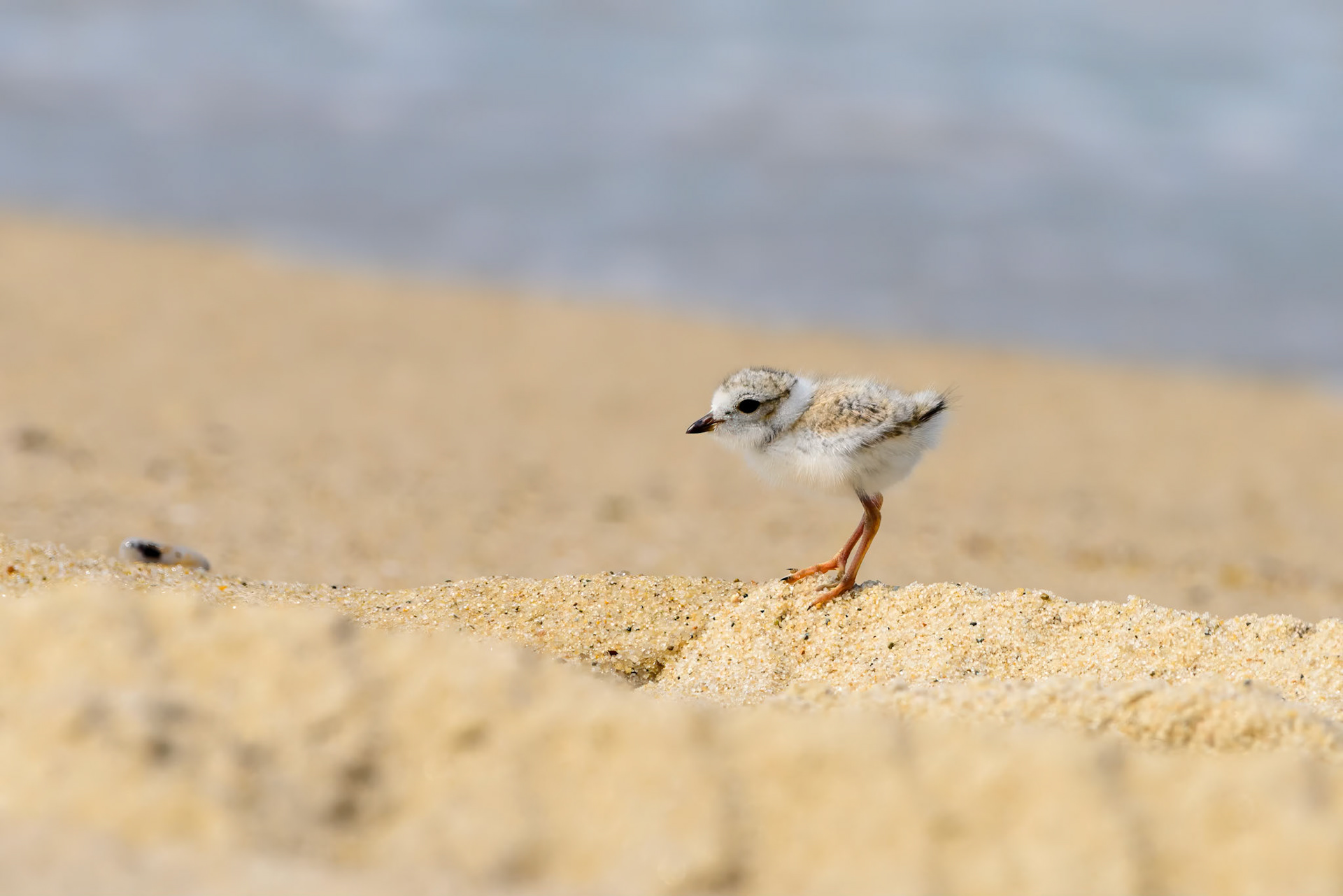 Piping Plover - Immature